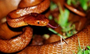 大头蛇是国家几级保护动物