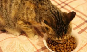猫咪喂什么食物最好呢