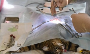 猫做完绝育手术大概多久可以恢复