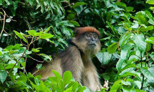 乌干达红疣猴可以做宠物吗