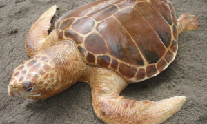 大西洋蠵龟好养吗