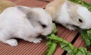 幼兔能吃蔬菜吗