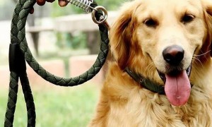 狗狗的牵引绳多少钱
