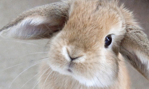 英国垂耳兔可以养几年