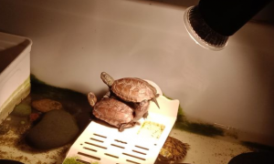 巴西龟需要晒背灯吗