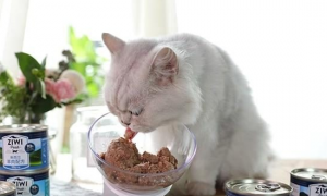 猫能吃冷藏的罐头吗