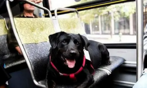 重庆可以带上狗狗乘坐公交车和地铁吗？是否有权拒绝我乘车吗？