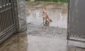 邻居家狗狗和自家狗闹矛盾了，一大早在雨中登门道歉