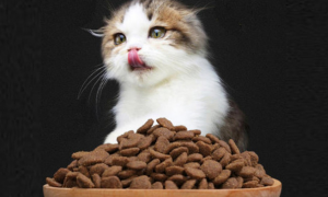 10磅猫粮是多少公斤