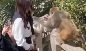 女子景区给猴子喂食遭掌掴，泼猴无法无天