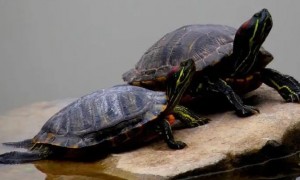 乌龟心跳一般一分钟跳多少次