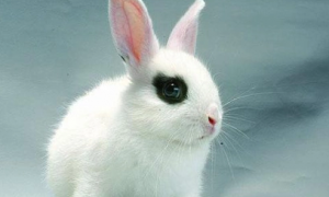 侏儒海棠兔必须喂食干草的原因是什么