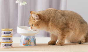 猫咪经常吃罐头好不好