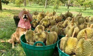 泰国一家榴莲园请大金毛做代言，产品和狗狗都备受欢迎