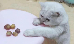 猫可以吃板栗吗