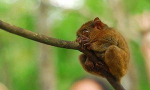 马来西亚眼镜猴寿命
