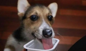 狗狗可以吃酸奶吗
