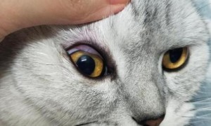 猫的眼睛红肿了是怎么回事