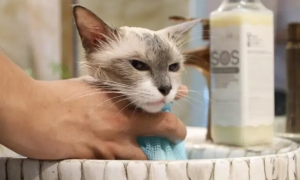 宠物猫能用人的沐浴露洗澡吗