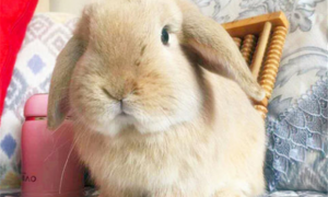 英国迷你垂耳兔能长多少斤
