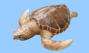 大西洋蠵龟怎么认识主人