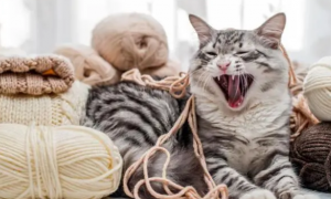 猫咪呕吐的原因及处理方法