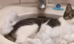 猫咪主动躺进洗手台，超级享受泡泡浴，感觉喵生已经到达了巅峰
