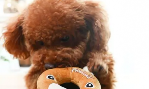 狗狗喜欢毛绒玩具吗
