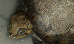 马达加斯加大头侧颈龟生病怎么处理