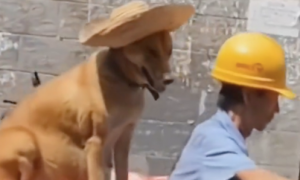 男子带待产狗狗回老家生崽，路上还贴心给它戴上遮阳帽，是真爱