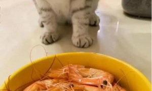 猫咪可以吃虾肉吗