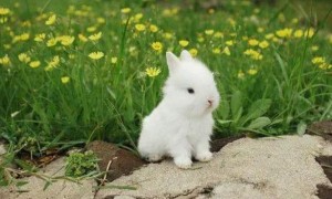 兔子喜欢吃什么青草