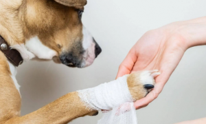 狗狗皮肤有伤口涂什么药可以愈合