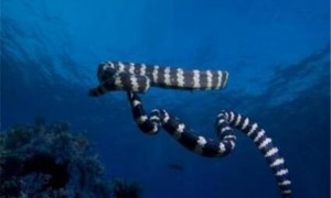 贝尔彻海蛇是保护动物吗