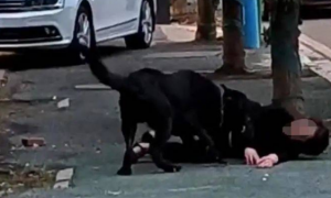 一女子被狗持续撕咬，警方通报！