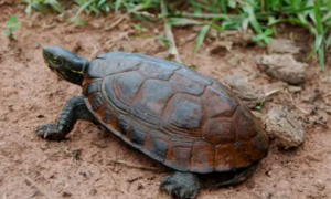 中国最贵乌龟十大排名