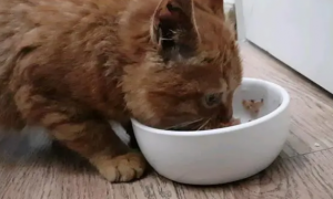 猫咪主食罐头多久吃一次