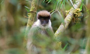 贝尔山绿猴是保护动物吗