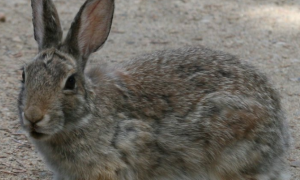 山棉尾兔多久可以生兔子