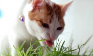猫咪几个月才能吃猫草