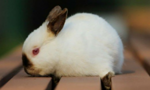 荷兰侏儒兔一般多少钱