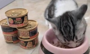 富力鲜猫罐头放了什么调料