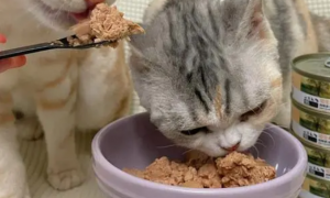 两个月小猫可以吃罐头吗