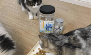宠物猫喜欢吃什么零食