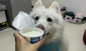 小狗可以喝酸奶