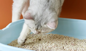 10l猫砂是几公斤