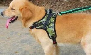 怎么训练狗狗用牵引绳