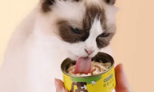 两个月小猫能吃猫罐头吗