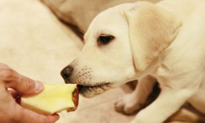 狗狗不能吃的20种食物水果