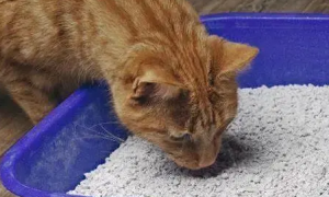 猫吃猫砂怎么办